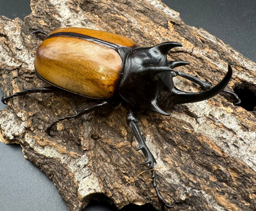 【WD】《ゴホンツノカブト原名亜種 72mm A’品ペア》