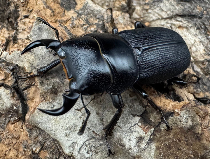 【WD】《ドルクス メンシウス 30ｍｍ ペア》