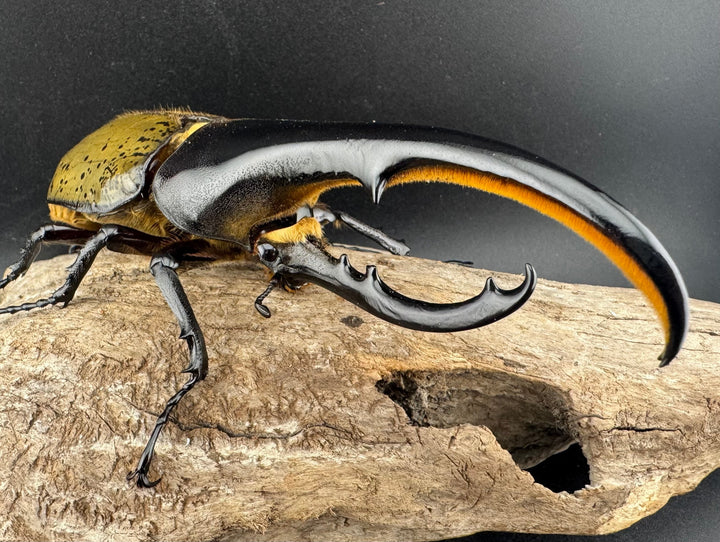 《ヘラクレス・ヘラクレス 143mm ♂単》