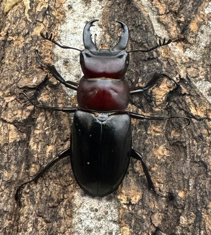 《ミクラミヤマ 御蔵島産 Free ペア》①