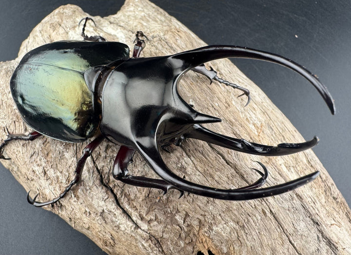 【WD】《アトラスオオカブト原名亜種 パロロ パル産 91mm ペア》