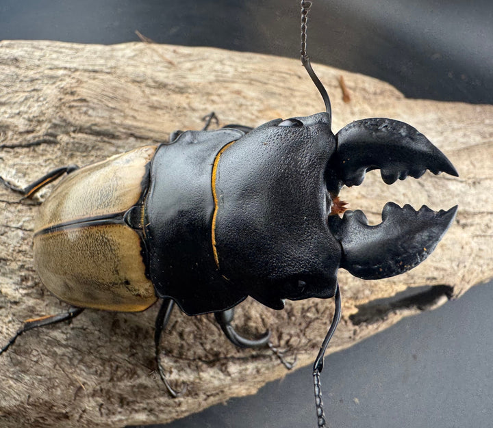 【WD】大型《カステルナウディツヤ 83mm ペア》