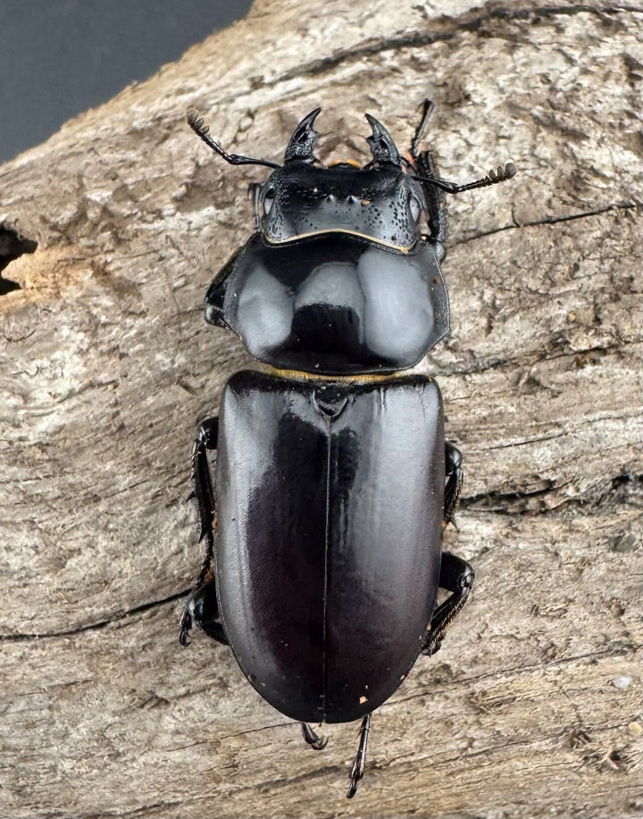 【WD】《ウォードコクワ チベット産 44mm ペア》