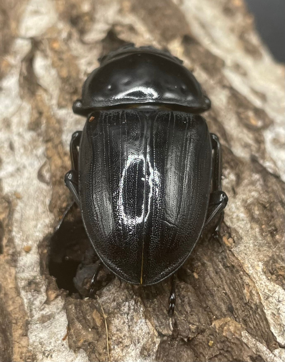 《ホペイオオクワガタ G70血統 74mm ペア》