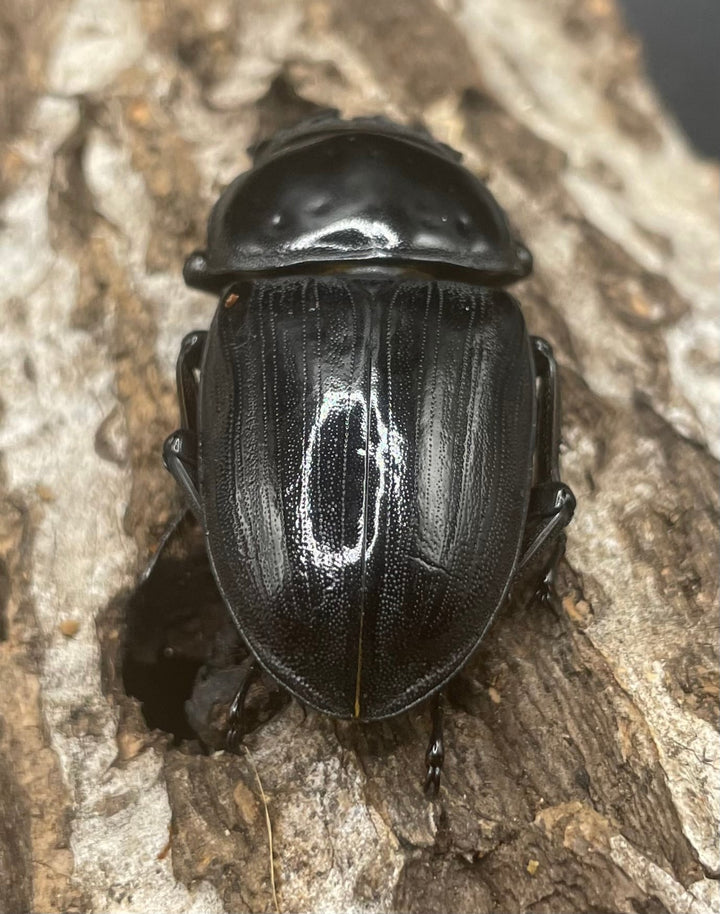 《ホペイオオクワガタ G70血統 74mm ペア》