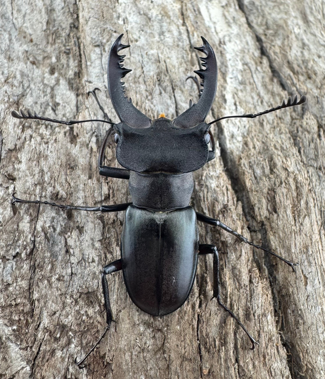 【WD】《クラッペリッヒミヤマ 37.5mm ペア》