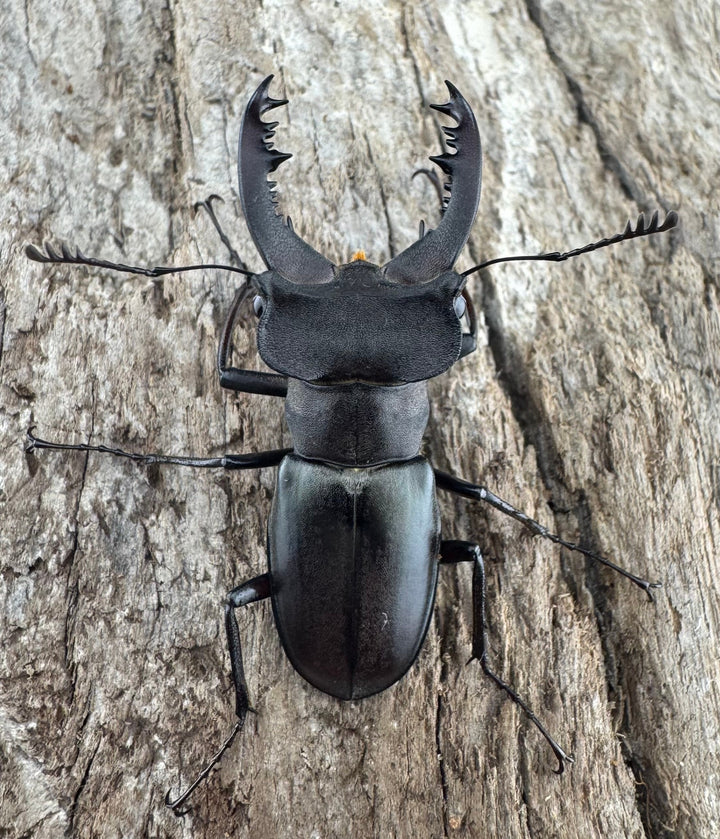 【WD】《クラッペリッヒミヤマ 37.5mm ペア》