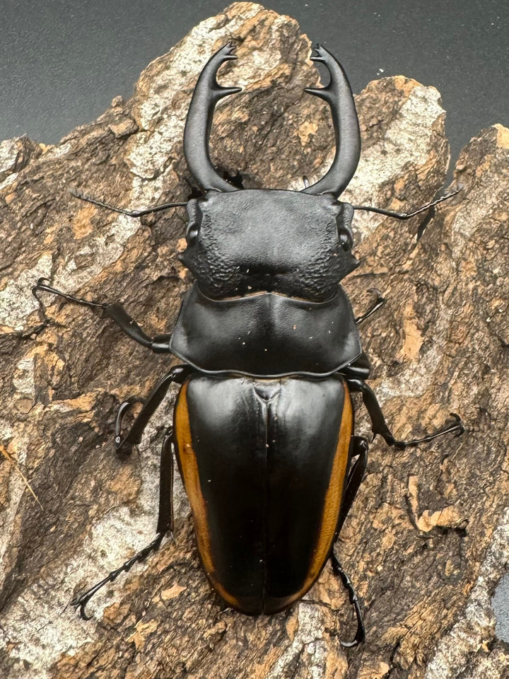 【WD】《スティーブンスツヤ亜種mamaesaensis 71mm ペア》