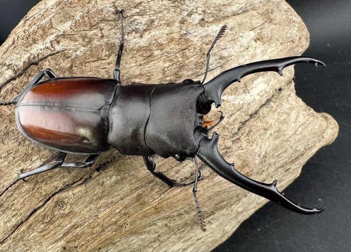 【WD】《ツカモトフタマタ 75mm ペア》