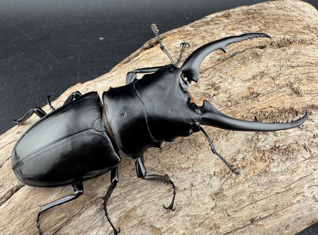 【WD】特大《コンフキウスノコギリクワガタ 94.5mm ペア》