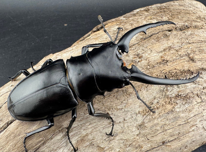 【WD】特大《コンフキウスノコギリクワガタ 94.5mm ペア》