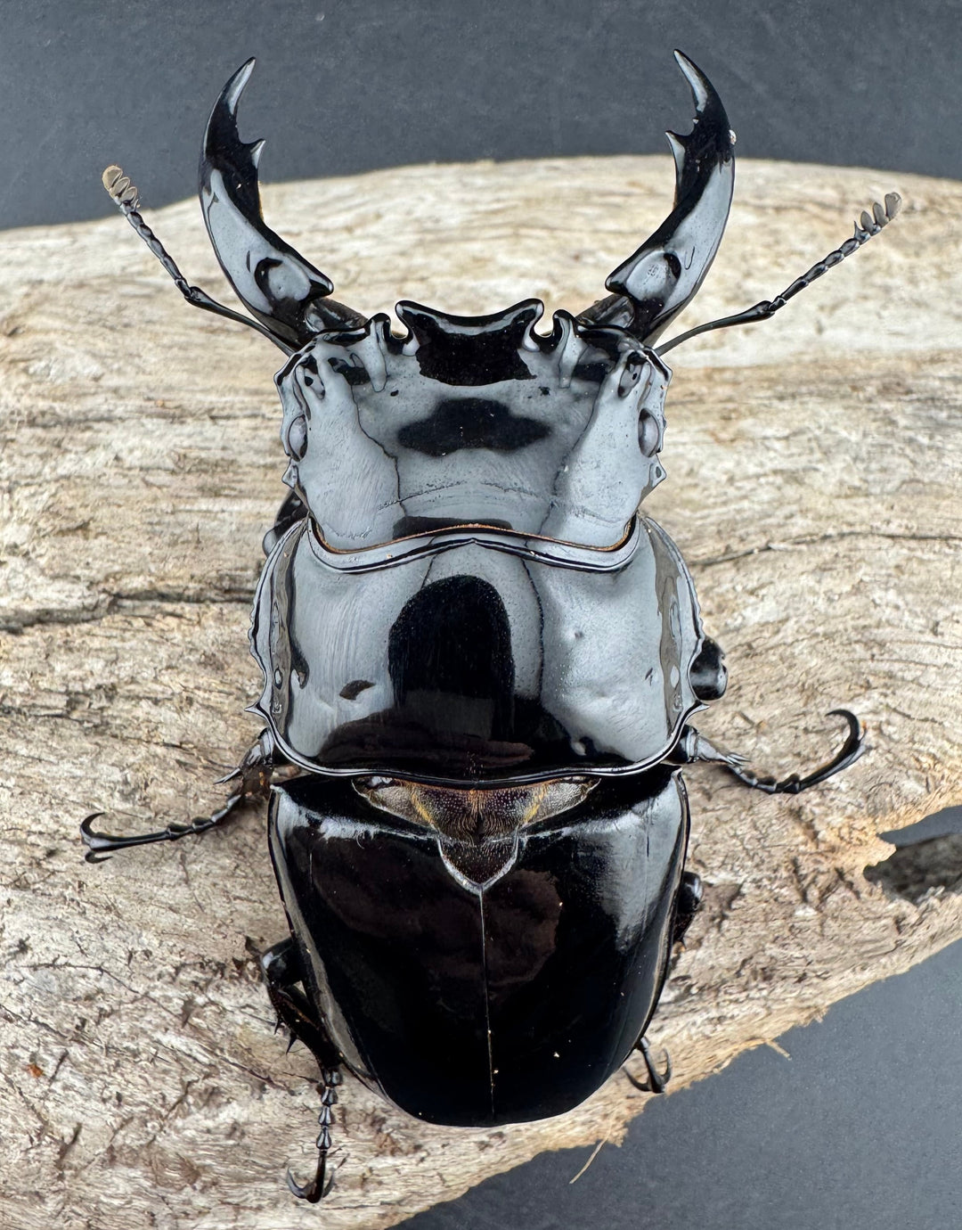 《レギウスオオツヤクワガタ 81mm ペア》