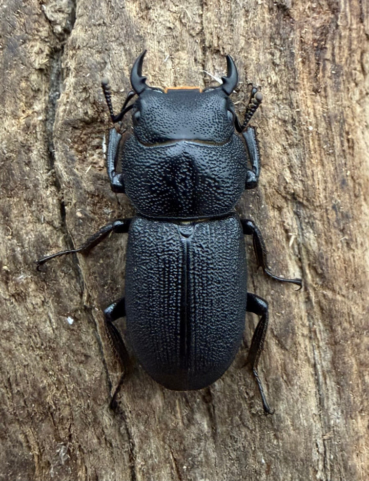 【WD】《ドルクス zhouchaoi（メンシウス ssp.） 21mm ペア》