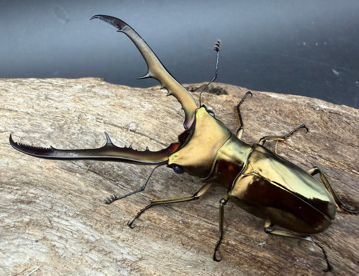 《メタリフェルホソアカ亜種サンギレンシス 71mm ペア》