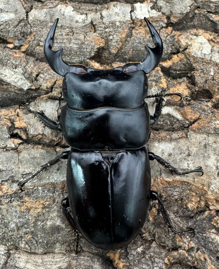 《インドアンタエウス タイガーヒル産 70mm ペア》