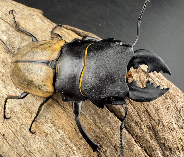 【WD】《カステルナウディツヤ 75.5mm ペア》