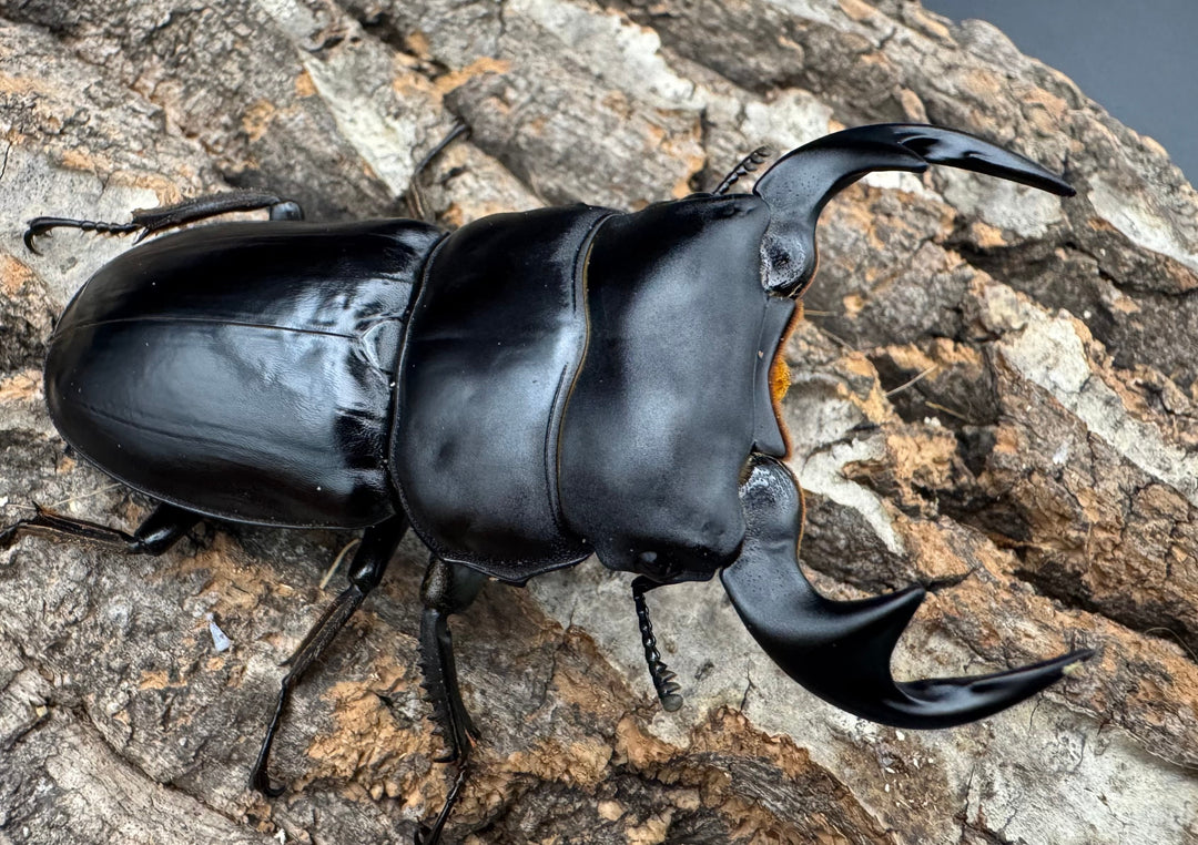 【WF1】《マレーアンタエウス ケランタン産 75mm ペア》