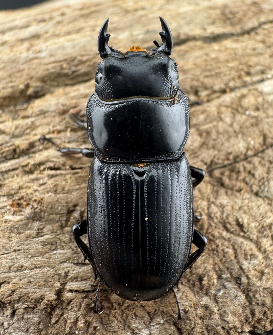 【WD】《カツラオオクワ 広西壮族産 25mm ペア》