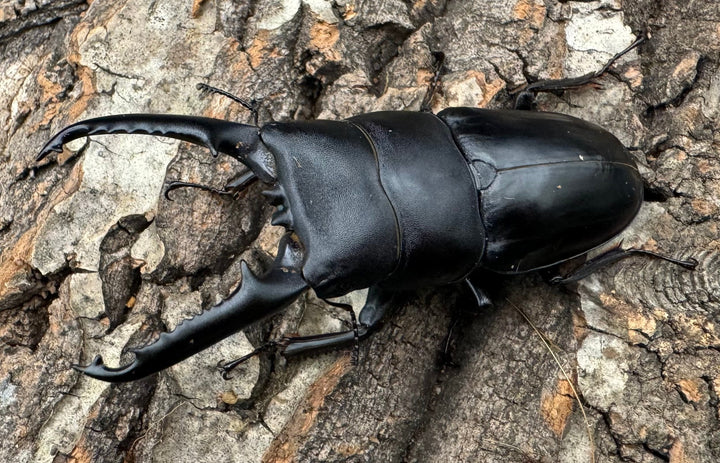 特別特価!!《ツシマヒラタクワガタ 70-77mm ペア》