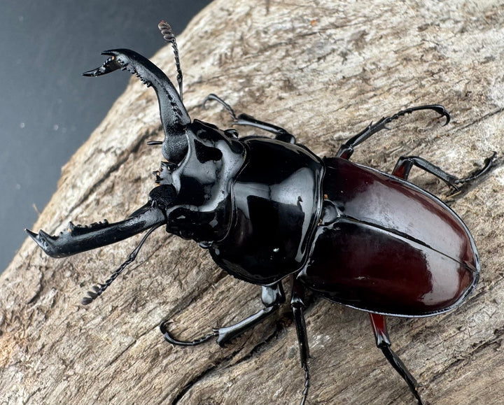 【WD】《オーベルチュールクロツヤシカ 51mm ペア》