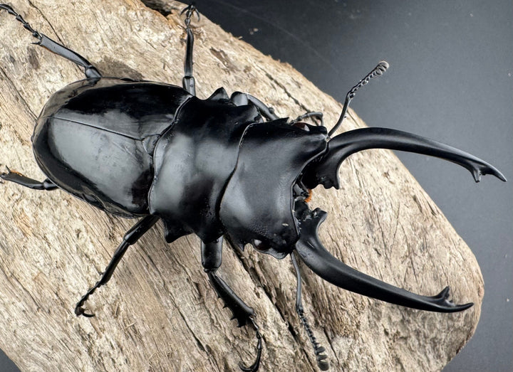 【WD】《ダールマンツヤクワガタ亜種celebensis 84mm ペア》