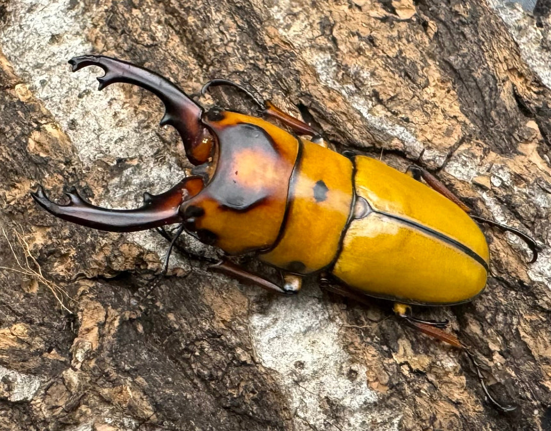 【WD】《ミンダナオ産オキピタリスノコギリ 44.5mm ペア》