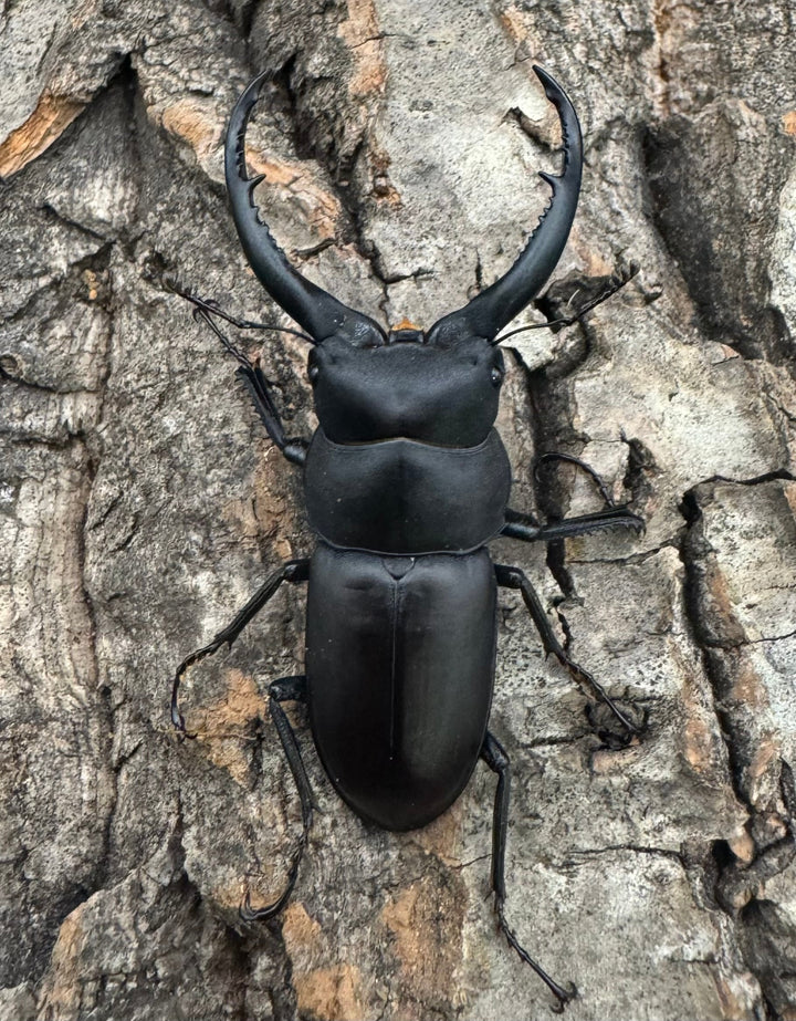 【WD】《グラキリスノコギリヒラタクワガタ 47.5mm ペア》