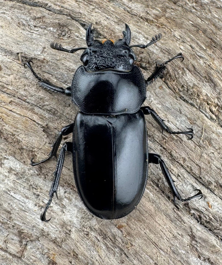 【WD】大型《ボイレアウシカ 60mm ペア》