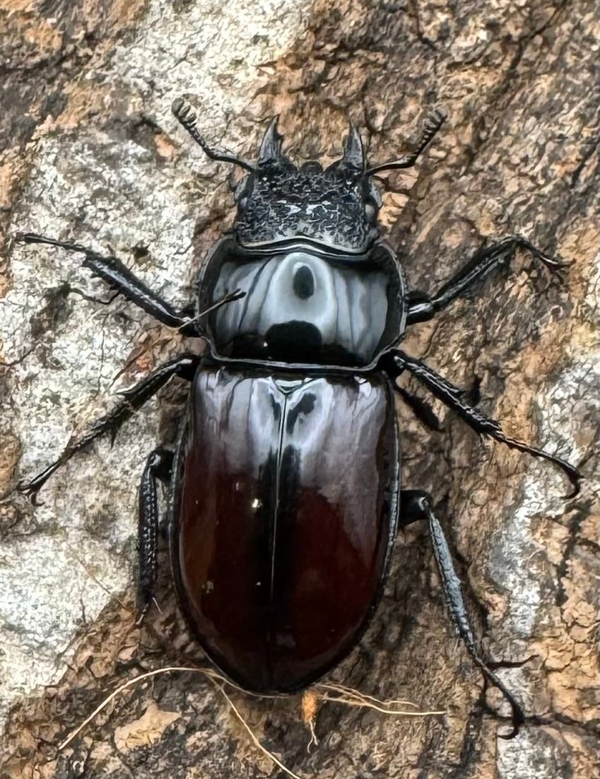 【WD】《オーベルチュールクロツヤシカ 43mm ペア》