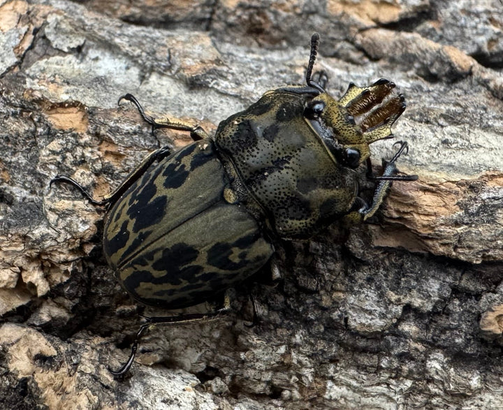 《ムナコブクワガタ ♂♀♀トリオ》