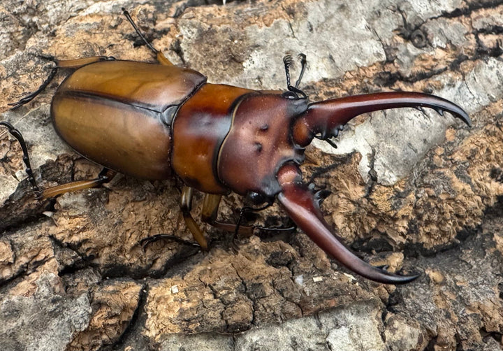 【WF3】《アスタコイデスノコギリ亜種ミズヌマイ 52mm ペア》