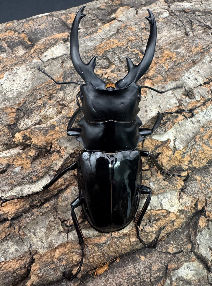 【WD】《インターメディアツヤクワガタ ネグロス産 90mm ペア》