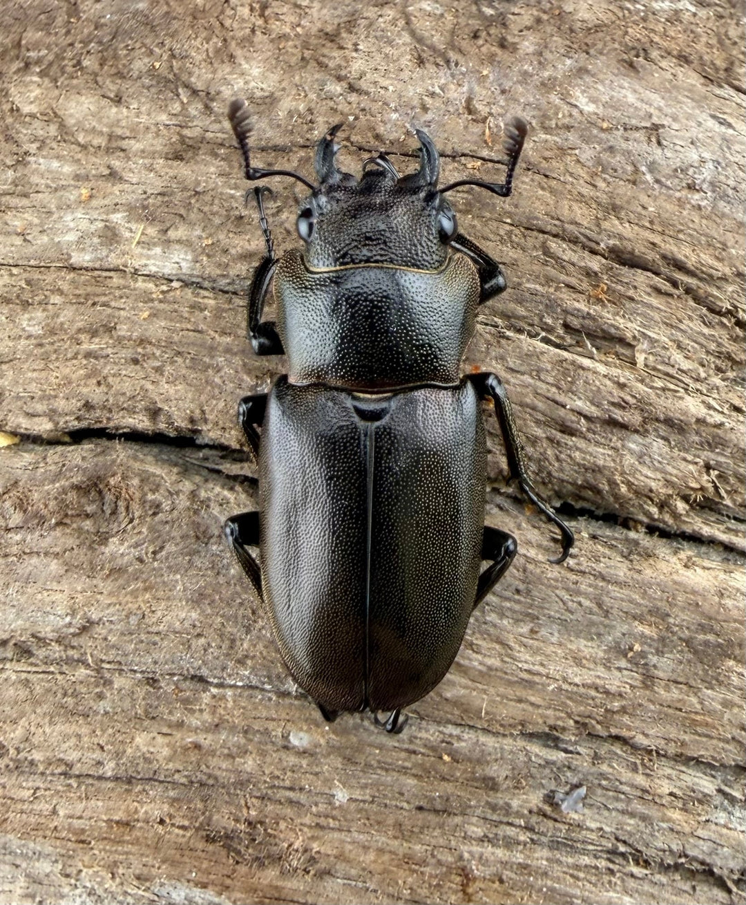 《メタリフェルホソアカ亜種finae 76mm ペア》