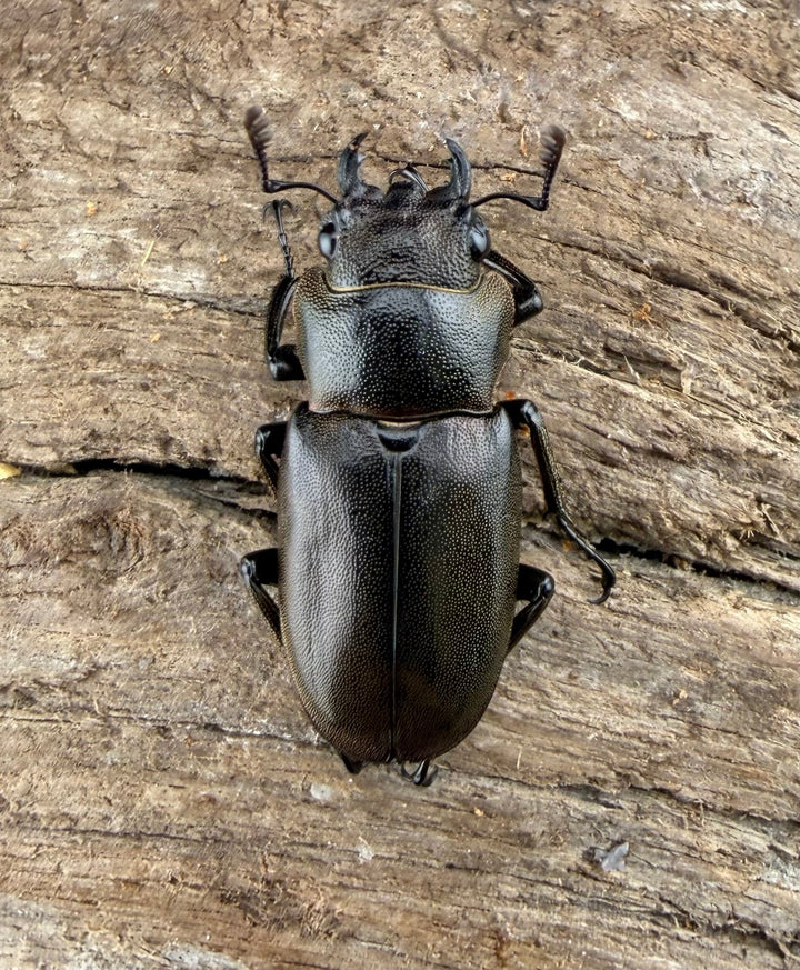 《メタリフェルホソアカ亜種finae 76mm ペア》