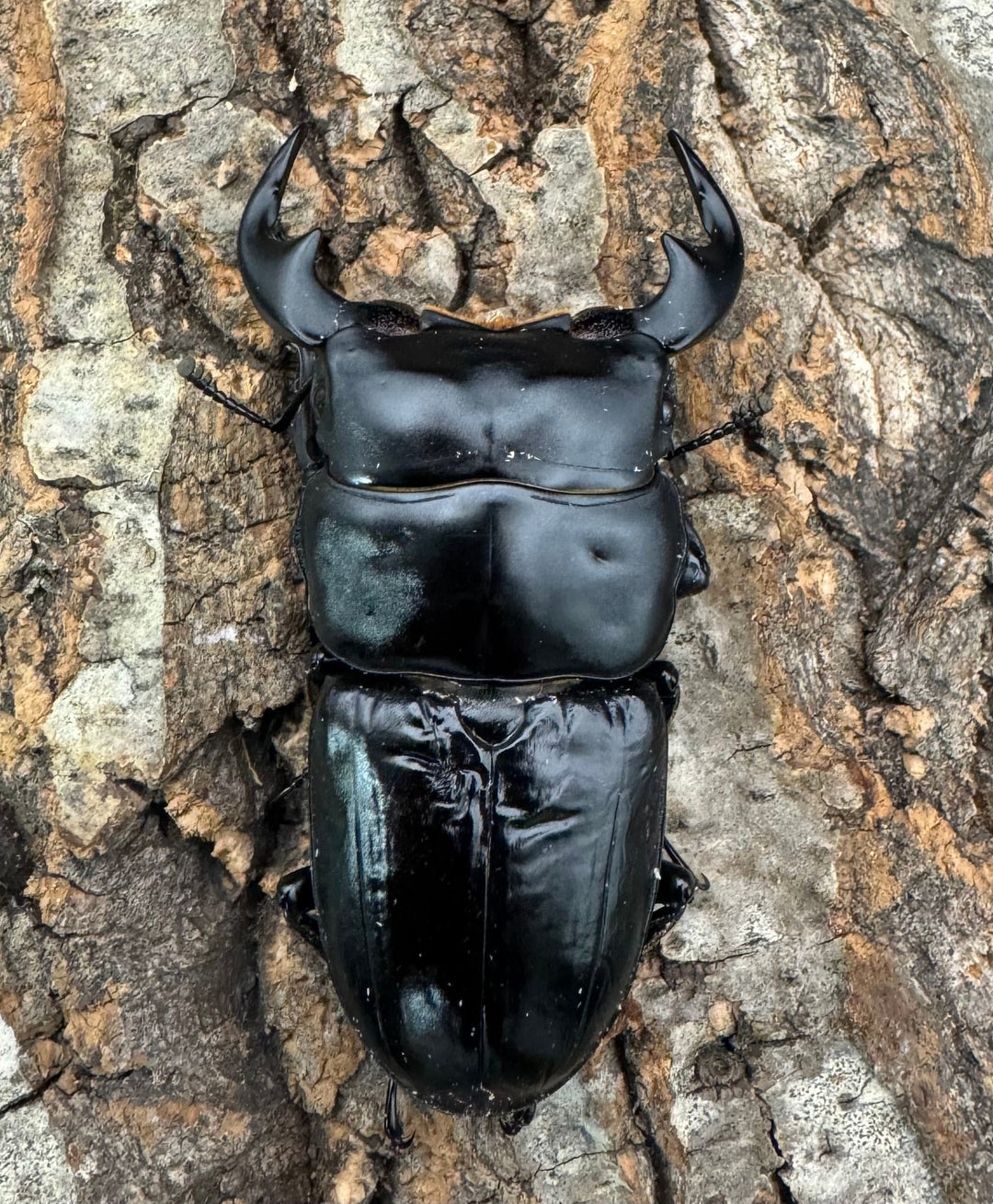 《インドアンタエウス タイガーヒル産 70.5mm ペア》