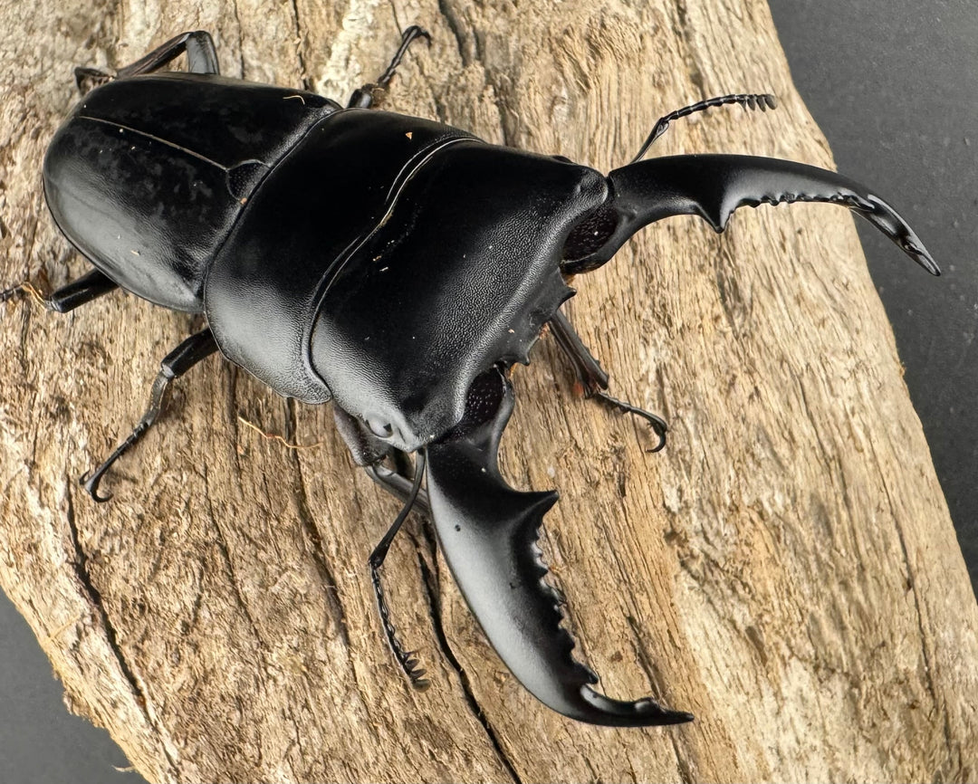 【WD】《スマトラオオヒラタ アチェ産 76mm ペア》