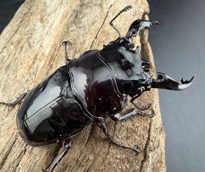 《赤レギウスオオツヤクワガタ 65.5mm ♂単》