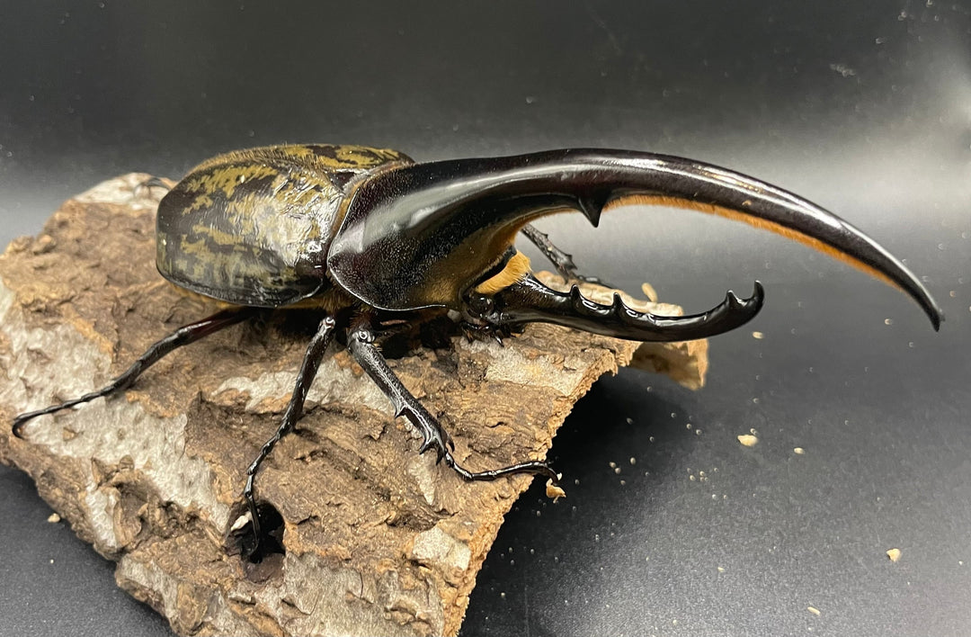 《ヘラクレス・ヘラクレス 143mm ペア》KING HERCULES氏ブリード個体