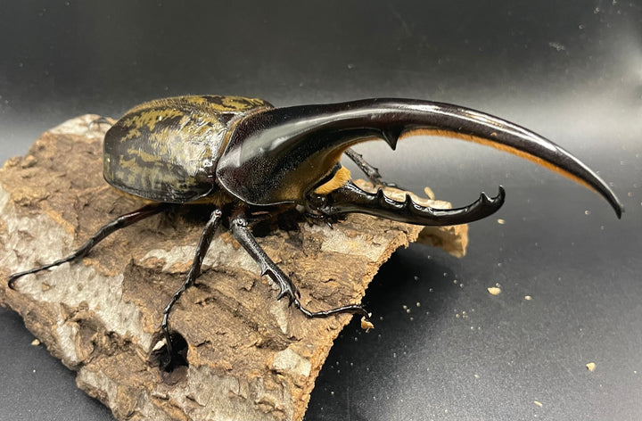 《ヘラクレス・ヘラクレス 143mm ペア》KING HERCULES氏ブリード個体