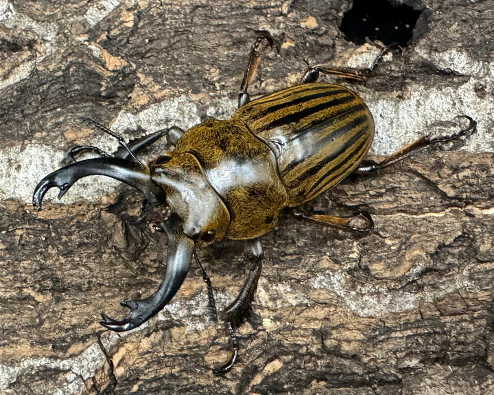 【WD】《ストリアータツヤクワガタ 45mm ペア》