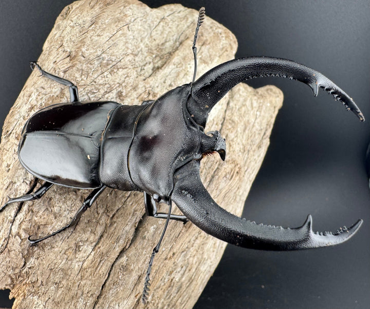 【WD】《リノケロスフタマタ 95.5mm ペア》