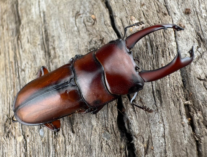 【WD】《プセウダクシスコクワ 25.5mm ペア》