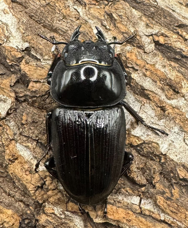 《ホペイオオクワ JS 72mm ペア》