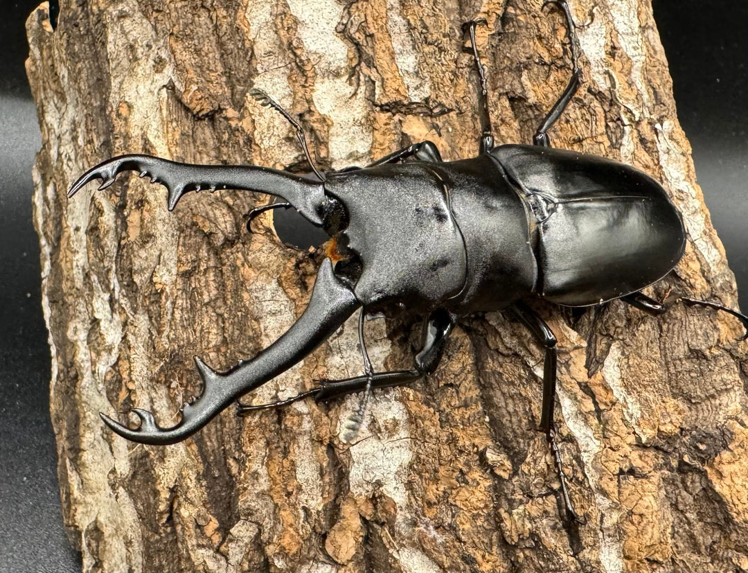 【WD】《ギラファノコギリ亜種ボロブドゥール 83.5mm ペア》