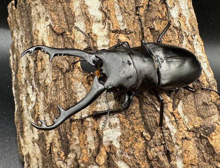 【WD】《ギラファノコギリ亜種ボロブドゥール 83.5mm ペア》