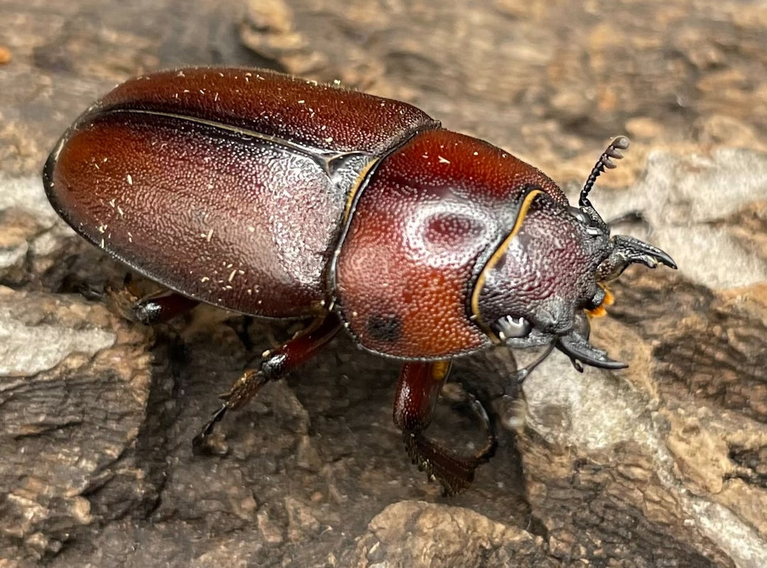 《トカラノコギリクワガタ　ホワイトアイ　2令～3令　幼虫　3頭セット》