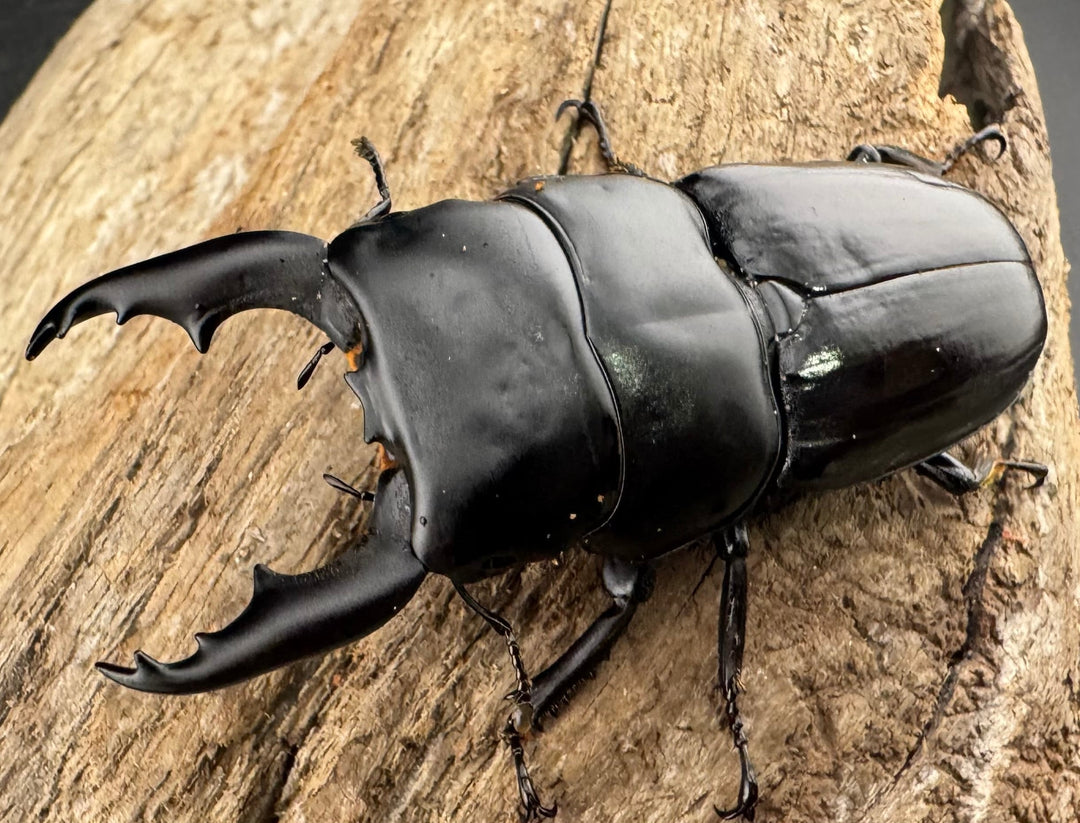 【WF1】《ダエダリオンヒラタ カオバン産 57.5mm ペア》