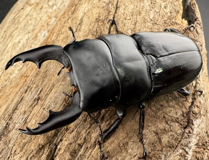 【WF1】《ダエダリオンヒラタ カオバン産 57.5mm ペア》