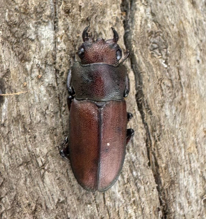 【WD】《スズムラホソアカ ロハス産 40mm ペア》