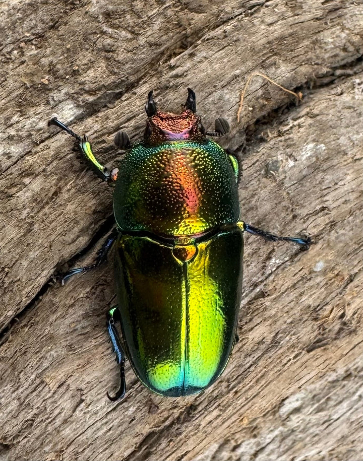 【WD】《パプアキンイロクワガタ アルファック産 40mm ペア》